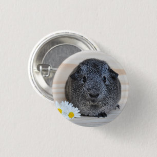 Niedliches Smooth, Silver Agouti Guinea Schwein un Button