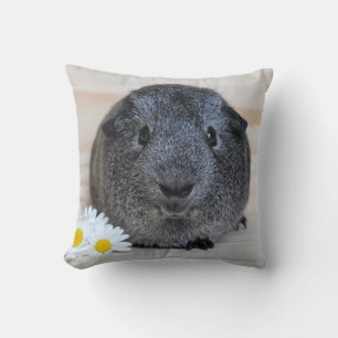 Niedliches Smooth, Silver Agouti Guinea Schwein un Kissen