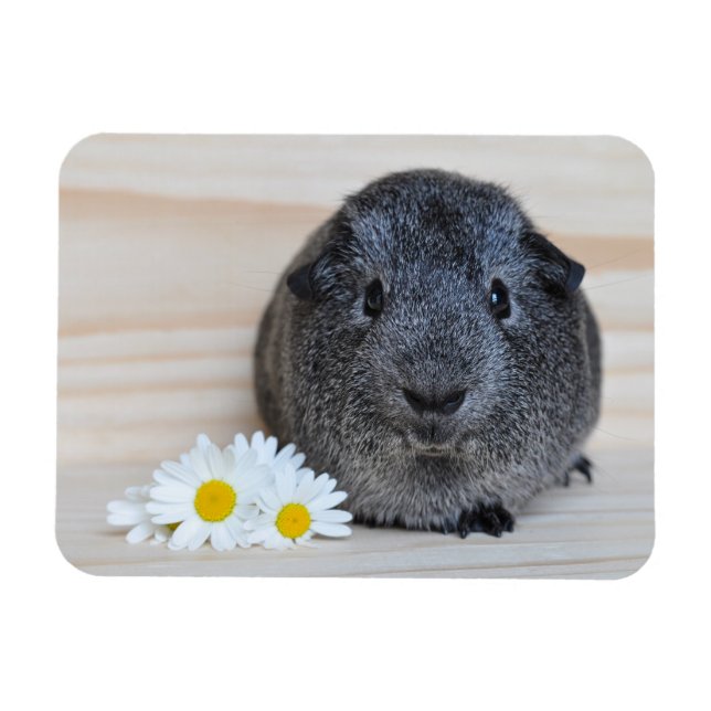 Niedliches Smooth, Silver Agouti Guinea Schwein un Magnet (Horizontal)