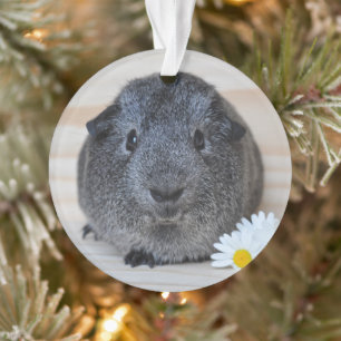 Niedliches Smooth, Silver Agouti Guinea Schwein un Ornament