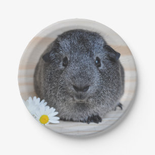 Niedliches Smooth, Silver Agouti Guinea Schwein un Pappteller