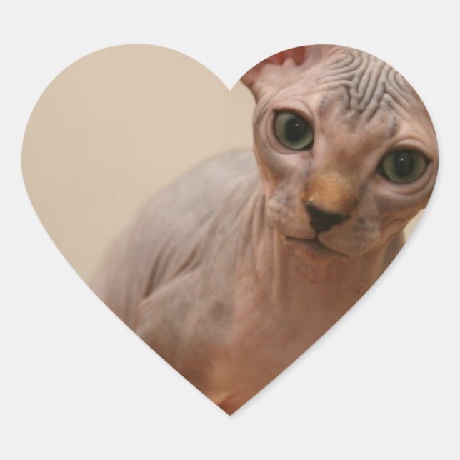 Niedliches Sphynx-Kätzchen "Ich bin furless, oder? Herz-Aufkleber (Vorderseite)