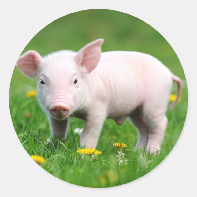 Niedliches Stall-Rosa-Ferkel Runder Aufkleber (Vorderseite)