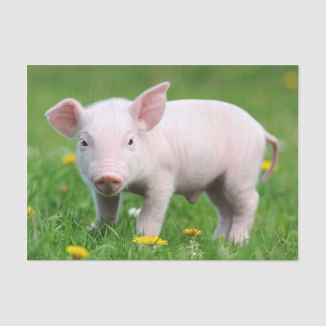 Niedliches Stall-Rosa-Ferkel  Seidenpapier (Vorderseite)