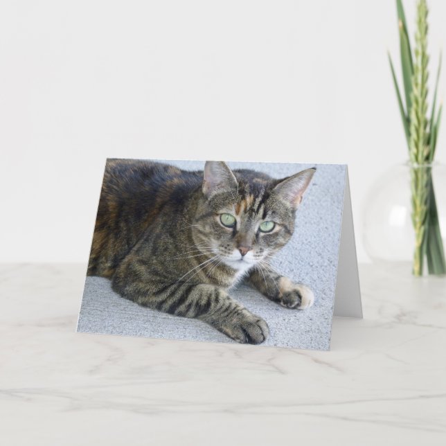 Niedliches Tabby Cat Foto Karte (Vorderseite)