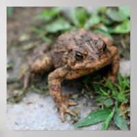 Niedliches Toad-Gesicht Nah