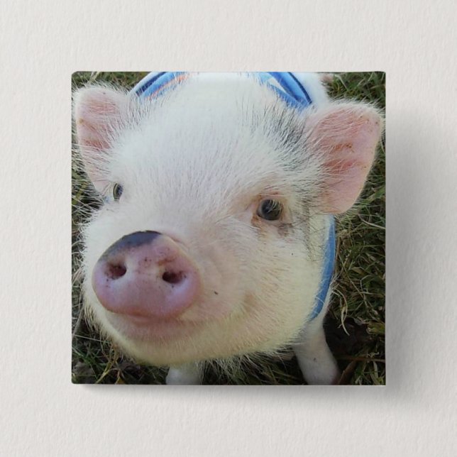 Niedliches Topf-Bauch-Schwein Button (Vorderseite)