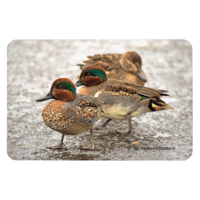 Niedliches Trio der grünen Tees Magnet (Horizontal)