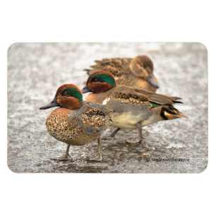 Niedliches Trio der grünflügeligen Knickenten Magnet