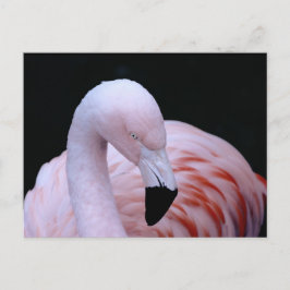 Niedliches tropisches Rosa Flamingo Postkarte