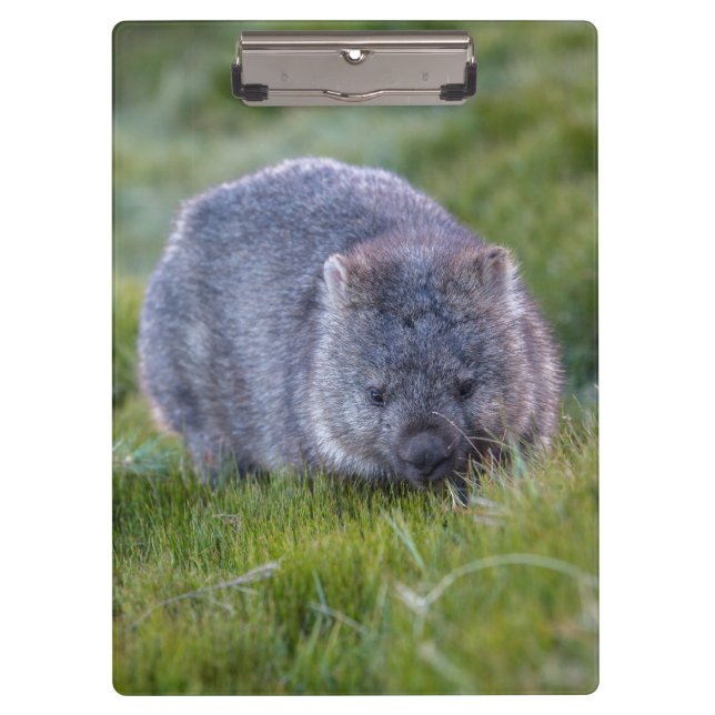 Niedliches und cuddly Wombat Tasmanien Australien Klemmbrett (Vorderseite)