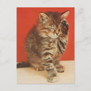 Niedliches und kuschelndes Kätzchen Postkarte