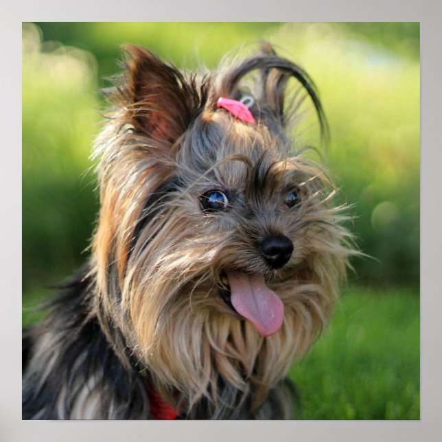 Niedliches und lustiges Dog-Nah-Up-Poster Poster (Vorne)