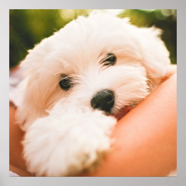 Niedliches und umarmbares Dog-Nah-Up-Poster Poster (Vorne)