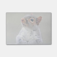 Niedliches, weiches und flauschiges, graues Eichhö