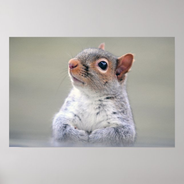 Niedliches, weiches und flauschiges, graues Eichhö Poster (Vorne)