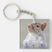 Niedliches, weiches und flauschiges, graues Eichhö