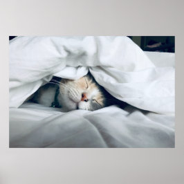 Niedliches Weiß Creme Cat Schlafen Poster