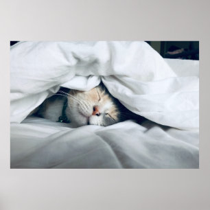 Niedliches Weiß Creme Cat Schlafen Poster
