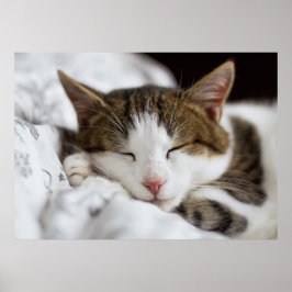 Niedliches Weißbraun-Graues Schwarzes Katzen Schla Poster