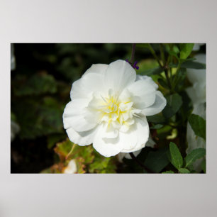 Niedliches weißes Blume Foto Poster