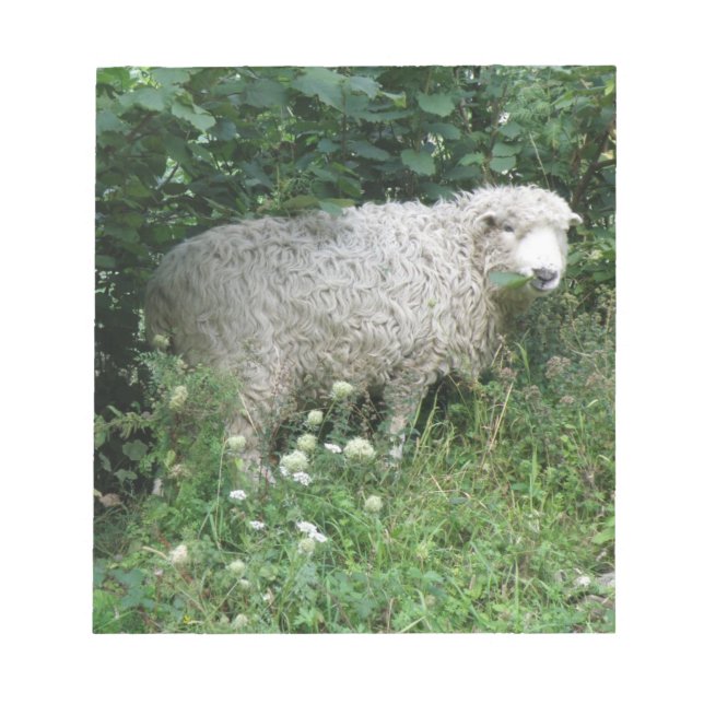 Niedliches weißes Faltenschaf - Notepad Notizblock (Vorderseite)