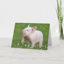 Niedliches Weißes Ferkel Riecht eine Blume Karte