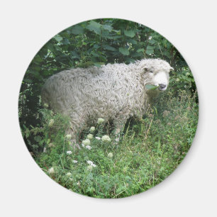 Niedliches Weißes Fieberschaf Magnet