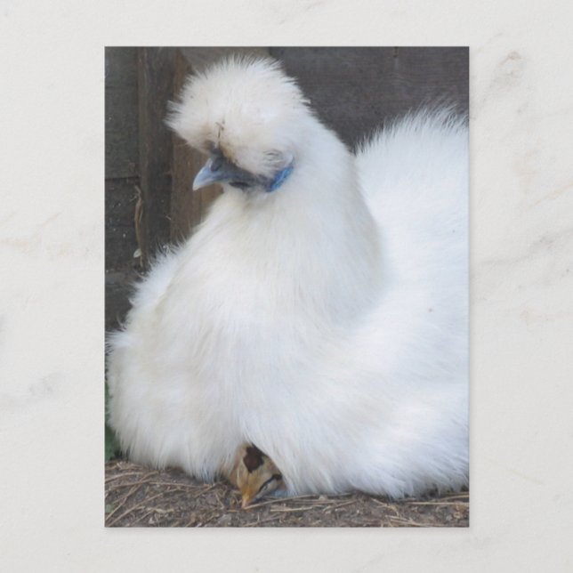 Niedliches weißes Hühnchen und Kicherpflaster Postkarte (Vorderseite)