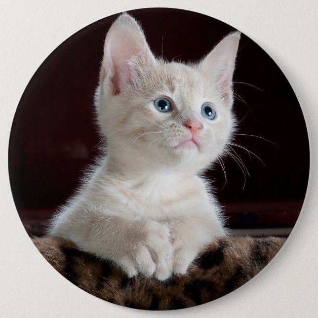 Niedliches weißes Kätzchenporträt Button (Vorderseite)