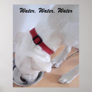 Niedliches weißes Labrador Mix Welpe Dog Trinkwass Poster