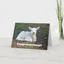 Niedliches weißes Lamm Herzlichen Glückwunsch Tauf