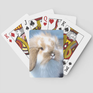 Niedliches weißes und braunes Kaninchen aus Flande Spielkarten