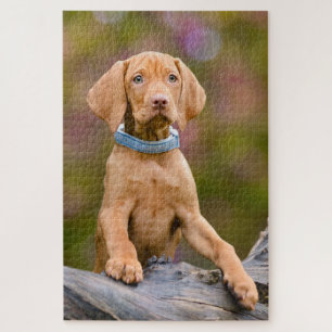 Niedliches Welpen-Ungarisches Vizsla-Hund-Welpen-F