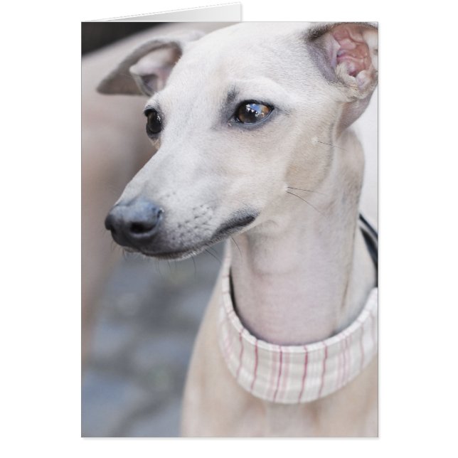Niedliches Whippet (Vorne)