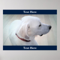 Niedliches White Labrador Retriever Mix Dog Profil