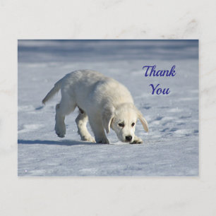 Niedliches White Puppy Snow Foto Vielen Dank Postkarte