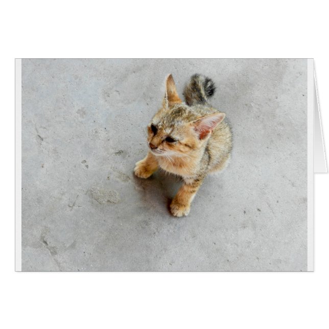 Niedliches Wildkatzen (Vorderseite (Horizontal))