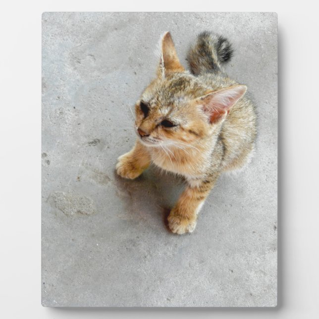 Niedliches Wildkatzen Fotoplatte (Vorderseite)