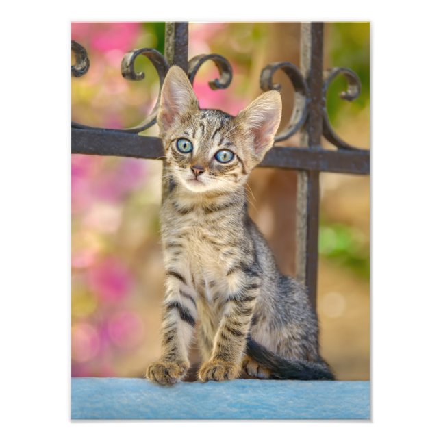 Niedliches Young Tabby Kitten mit blauen Augen in  Fotodruck (Vorne)