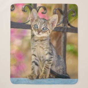 Niedliches Young Tabby Kitten mit blauen Augen in  Sherpadecke
