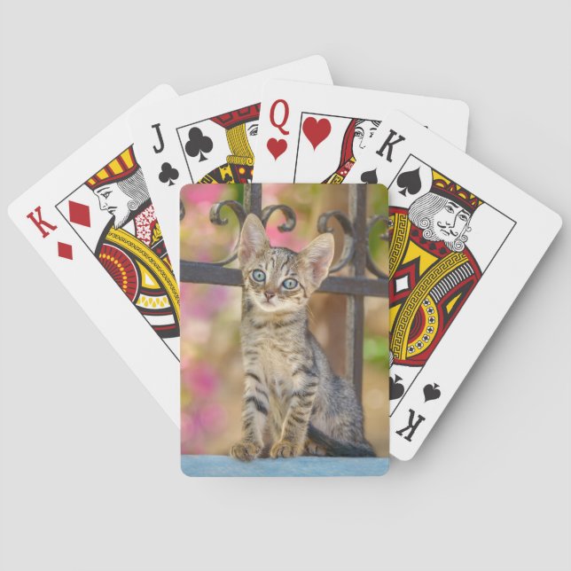 Niedliches Young Tabby Kitten mit blauen Augen in  Spielkarten (Rückseite)