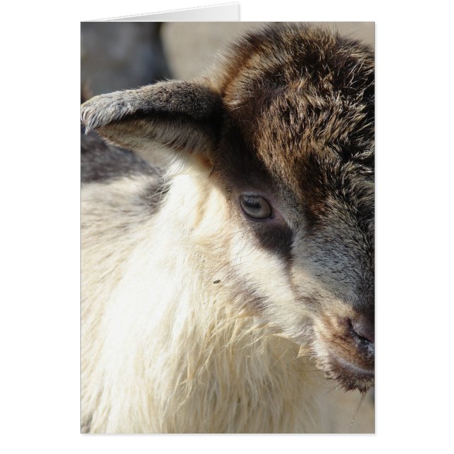 Niedliches Ziegenkid (Vorne)