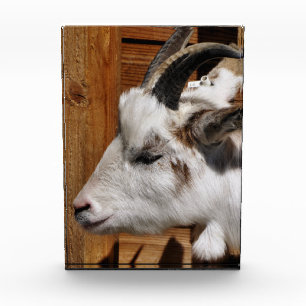 NIEDLICHES ZIEL FOTOBLOCK