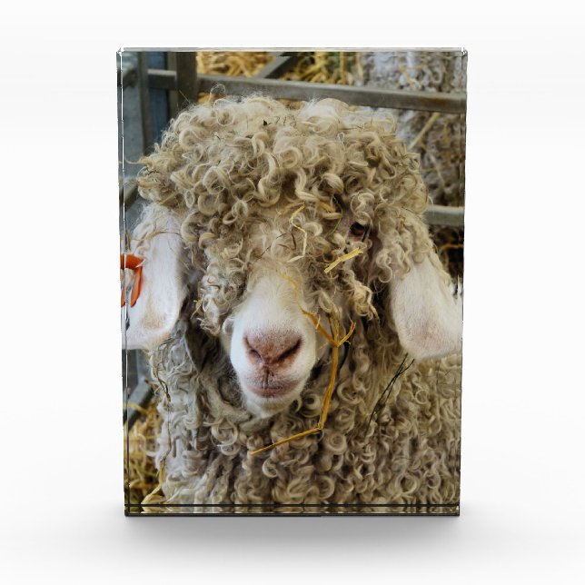 NIEDLICHES ZIEL FOTOBLOCK (Vorderseite)