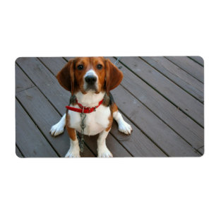 Niedlichster Beagle-Hund überhaupt