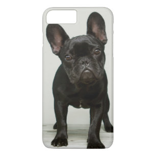 Niedlichster französische Bulldoggen-Welpe title_seo2