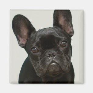 Niedlichster französische Bulldoggen-Welpe Magnet