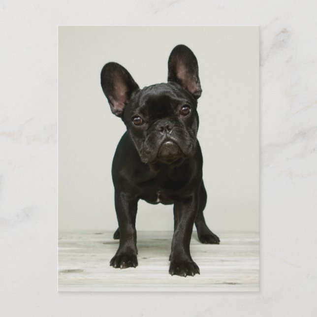 Niedlichster französische Bulldoggen-Welpe Postkarte (Vorderseite)