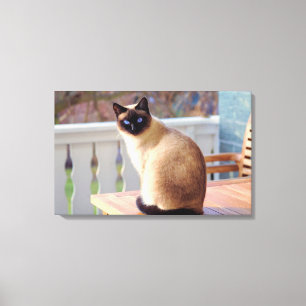 Niedlichstes Pfirsich-Blau - mit Augen Katze Leinwanddruck